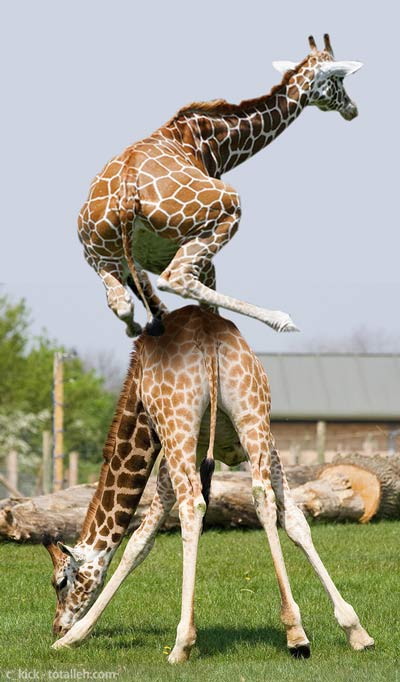 We giraffes can leap better than frogs, but we are humble about it...